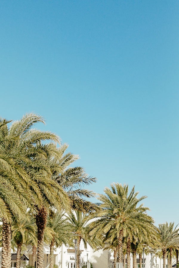 Palm trees at 30avenue 