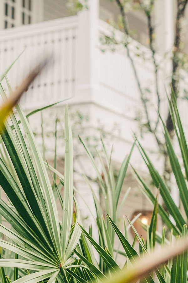 Watercolor community palm fronds and balcony