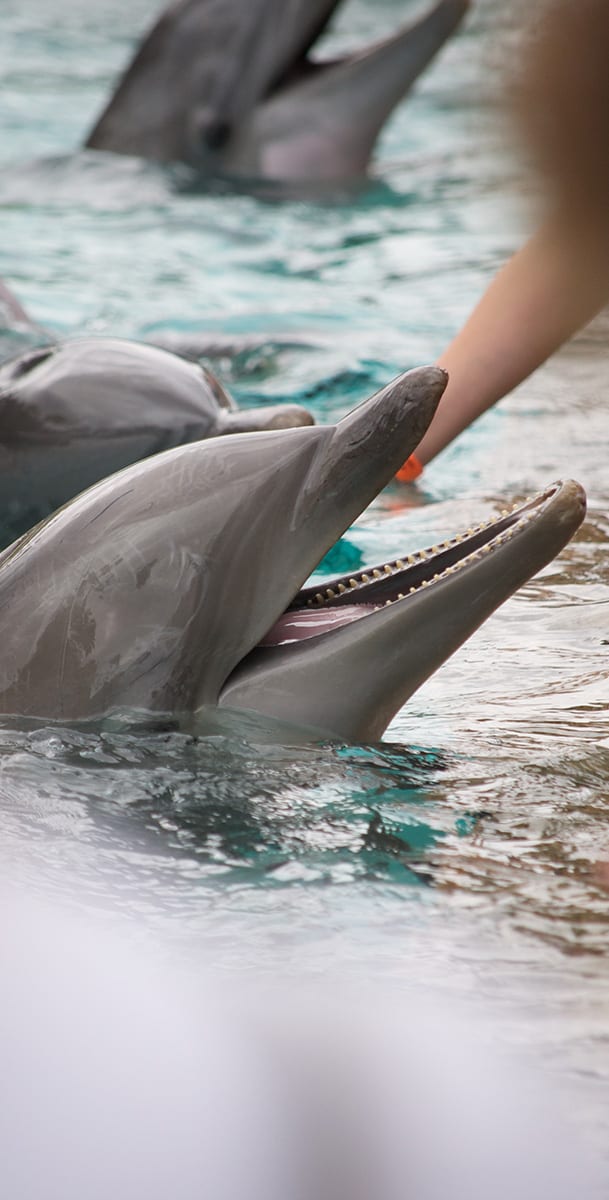 dolphin in water