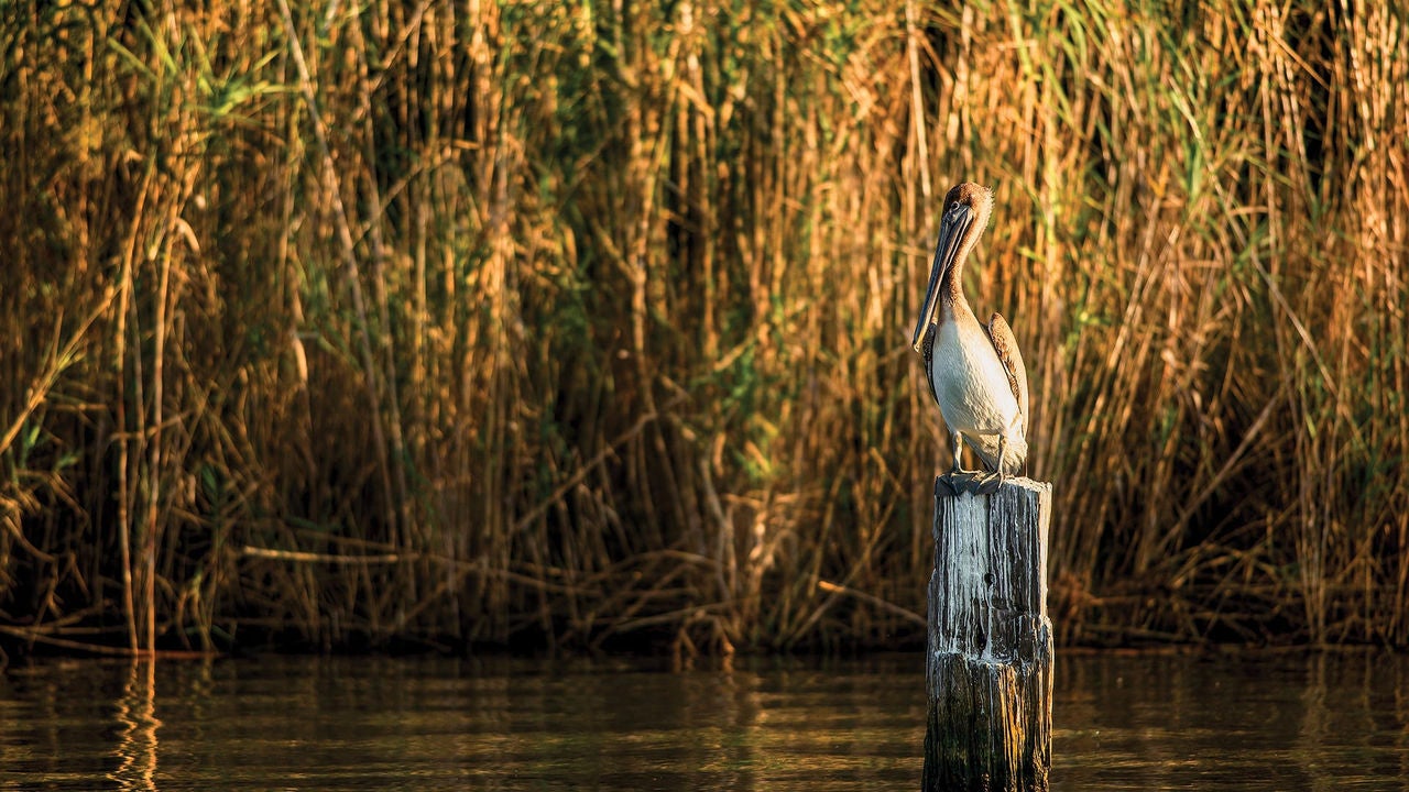 backwater river paddleboarder