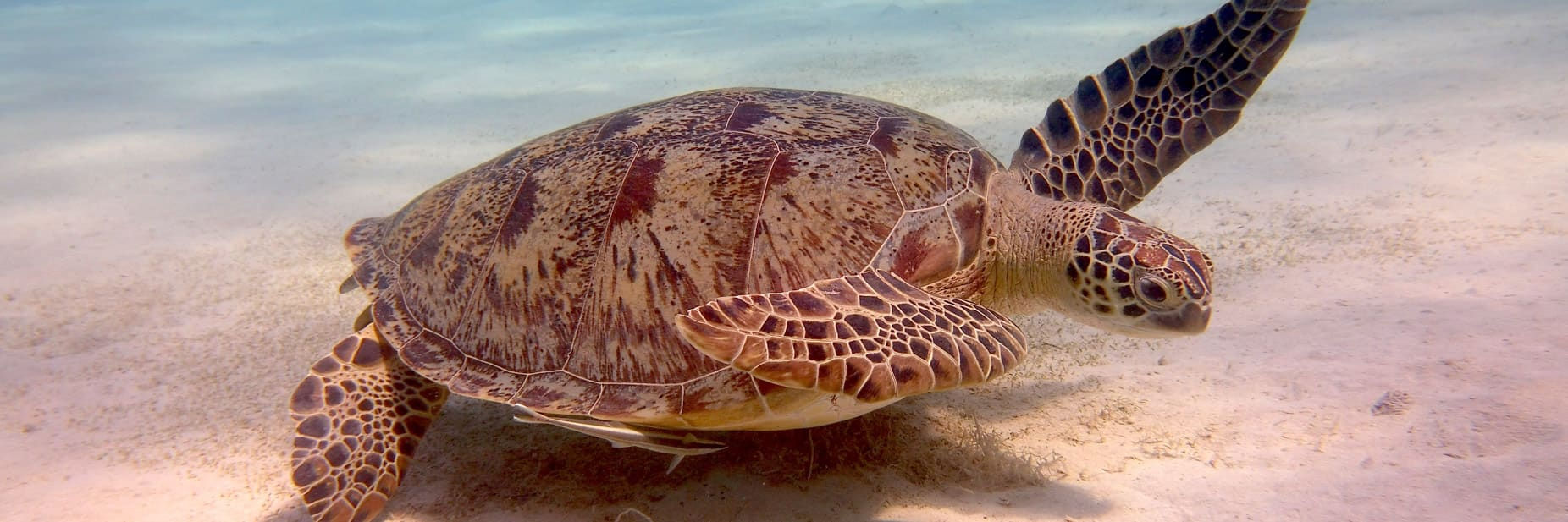 Reef Tours