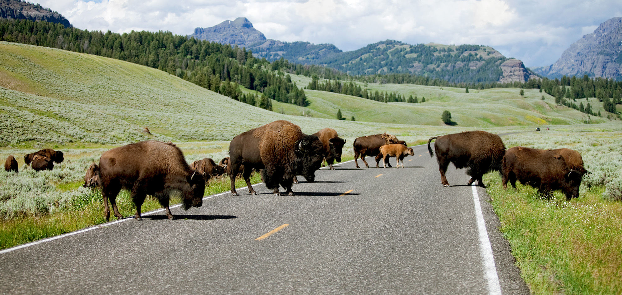 buffalo at  Grand Prismatic Spring in Yellowstone