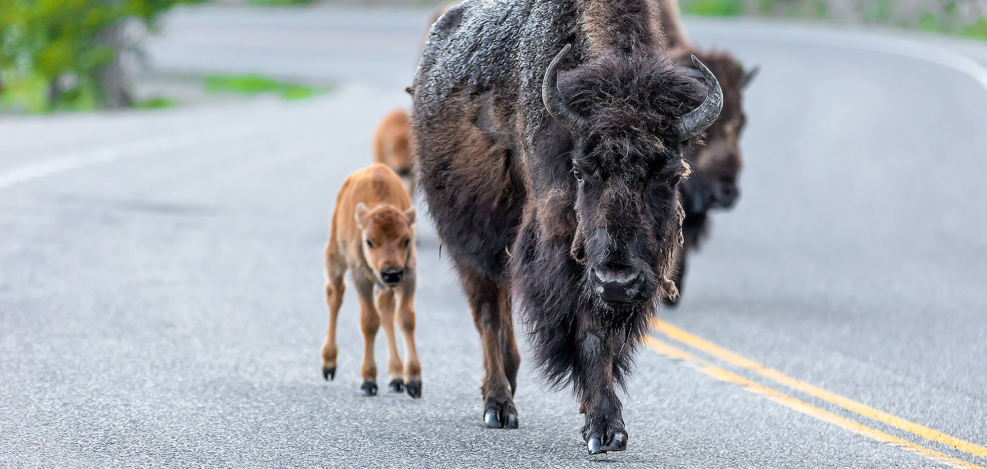 buffalo in yellowstone