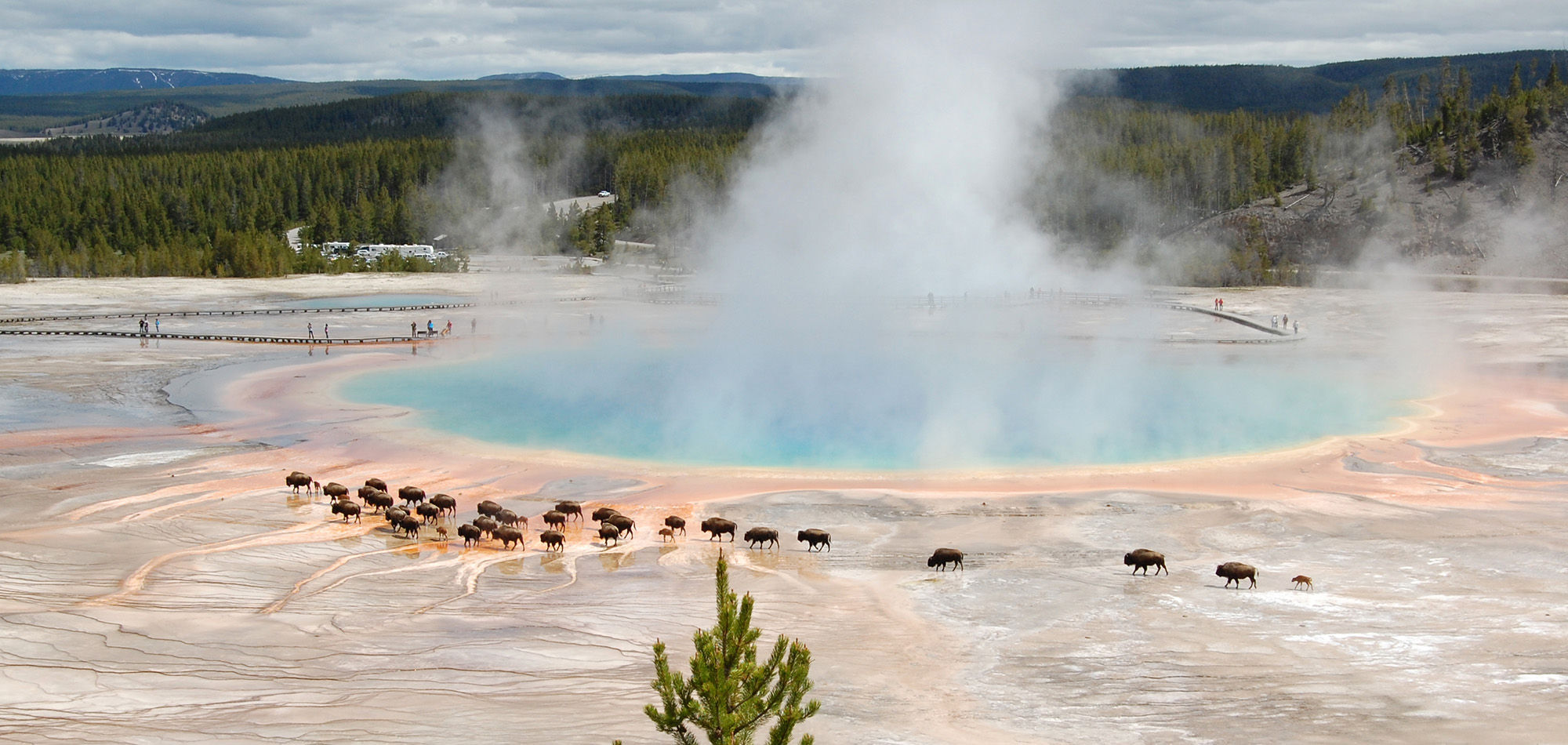 buffalo at  Grand Prismatic Spring in Yellowstone