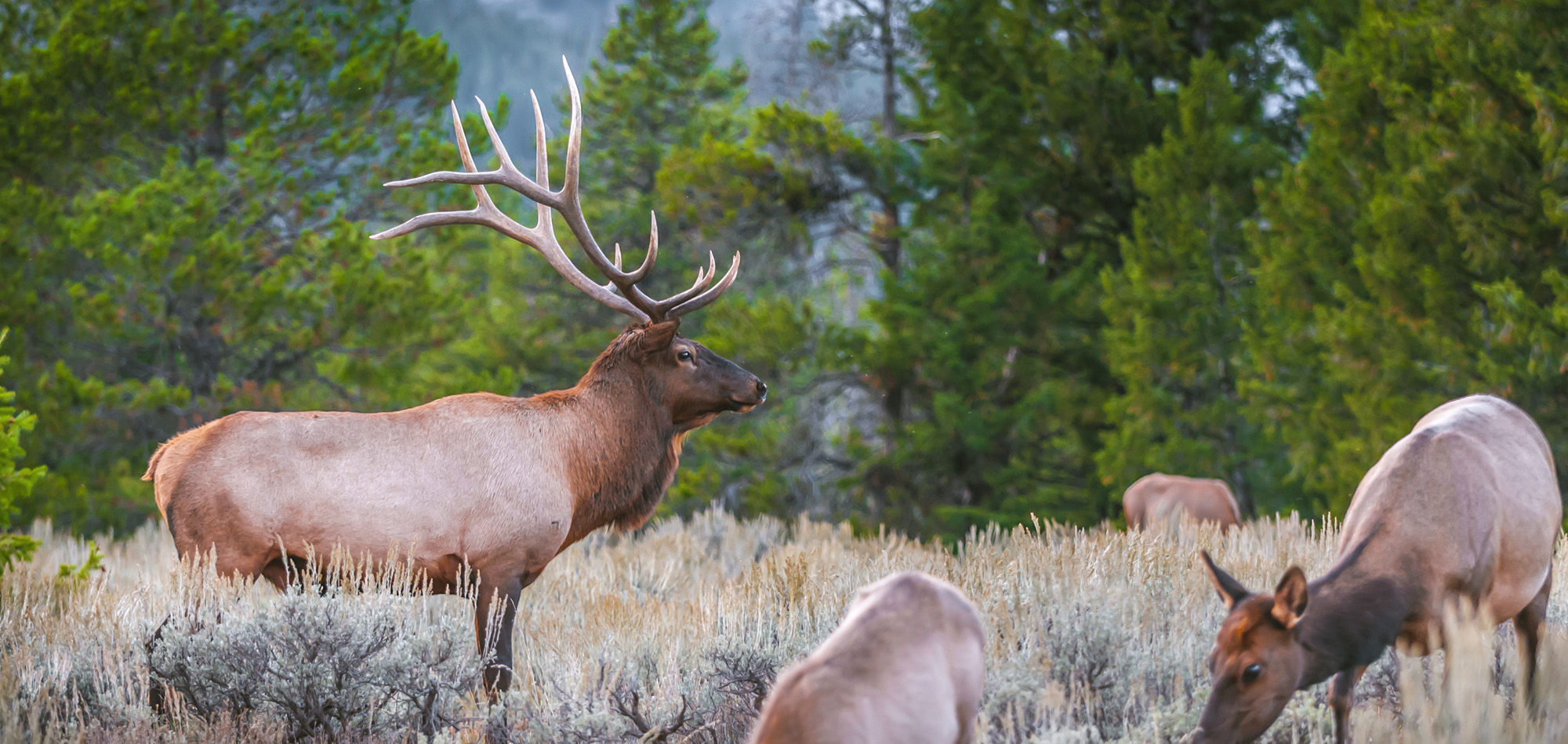 elk in yellowstone